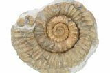 Jurassic Ammonite (Xipheroceras) Fossil - Dorset, England #279565-1